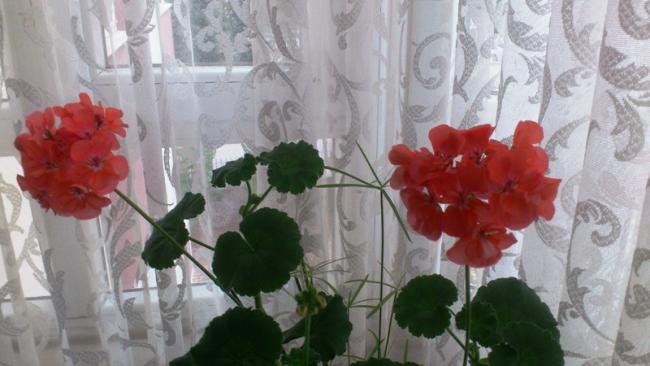 Name:  658.jpg
Views: 517
Size:  36.1 KB