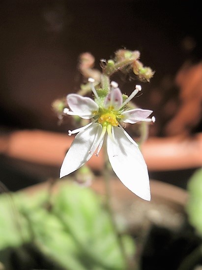 Name:  gelin t 1.jpg
Views: 456
Size:  66.3 KB