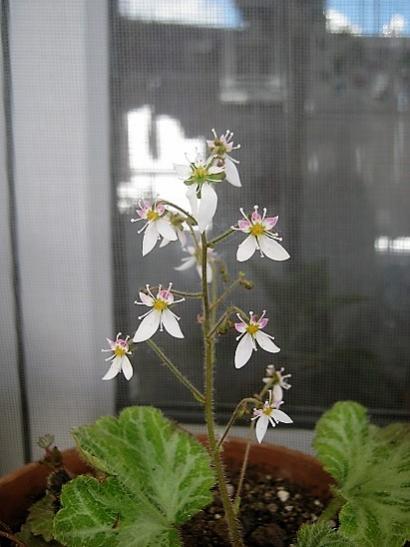 Name:  gelin t.1.jpg
Views: 458
Size:  31.9 KB