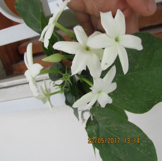 Name:  IMG_4931.JPG
Views: 864
Size:  67.6 KB