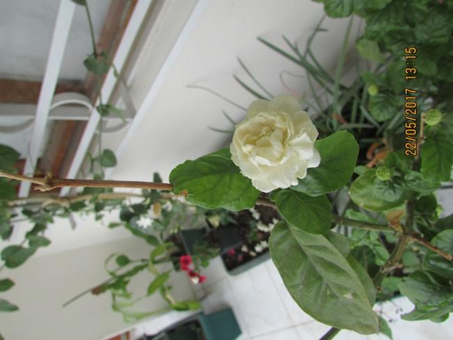 Name:  IMG_4933.jpg
Views: 840
Size:  37.1 KB