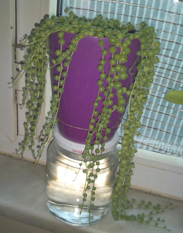 Name:  boncuklu.jpg
Views: 360
Size:  71.2 KB