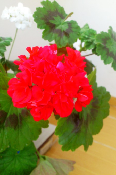 Name:  192.jpg
Views: 368
Size:  58.8 KB