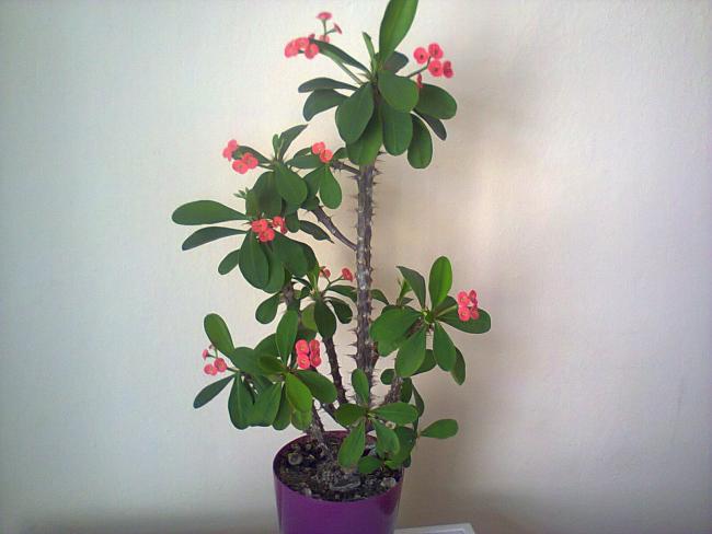 Name:  milii.jpg
Views: 833
Size:  33.4 KB