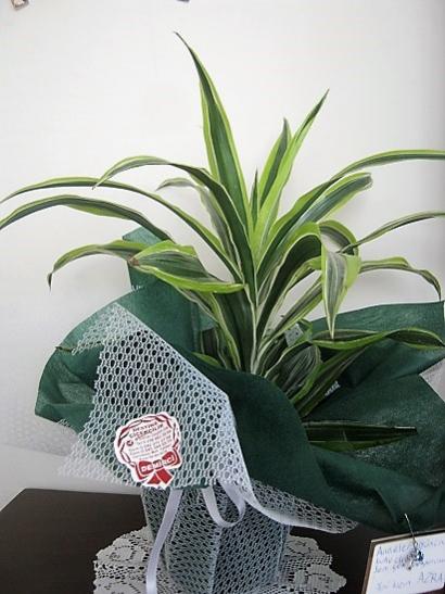 Name:  dresena fragrans.jpg
Views: 1122
Size:  39.7 KB