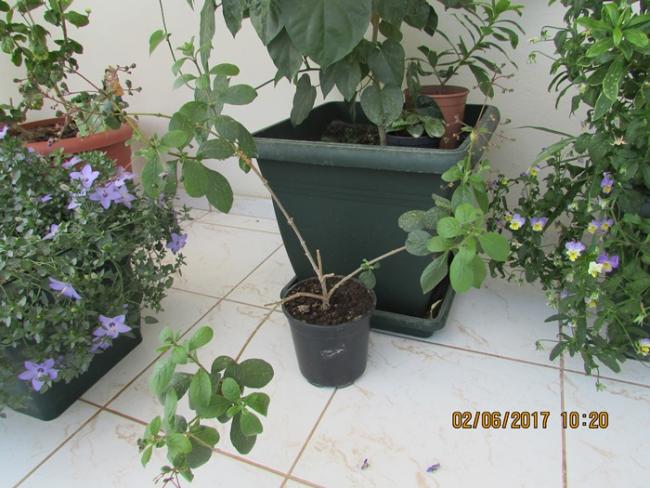 Name:  IMG_4961.jpg
Views: 825
Size:  55.9 KB