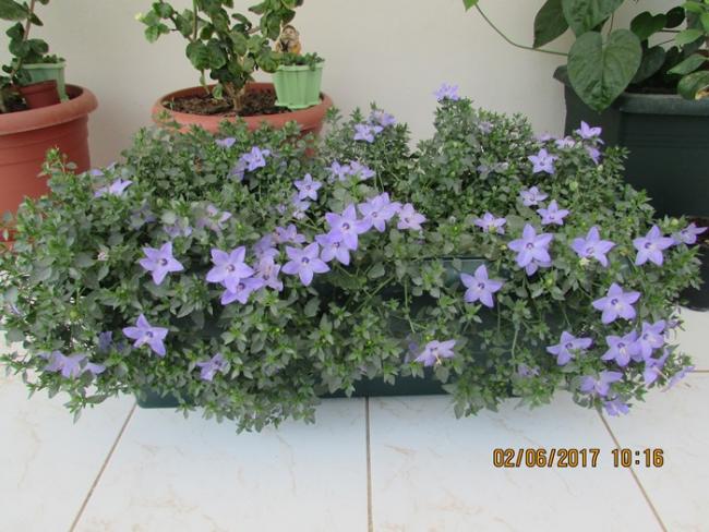 Name:  IMG_4947.jpg
Views: 804
Size:  56.4 KB