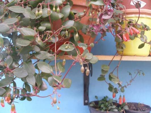 Name:  P1010006.jpg
Views: 2372
Size:  37.6 KB