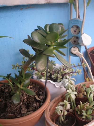 Name:  P1010007.jpg
Views: 1621
Size:  33.3 KB
