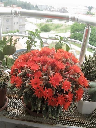 Name:  c. silvestrii-.jpg
Views: 1001
Size:  51.9 KB