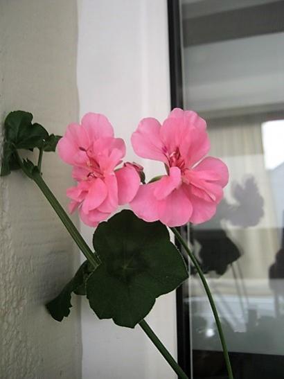 Name:  sakz hanm.jpg
Views: 991
Size:  22.9 KB