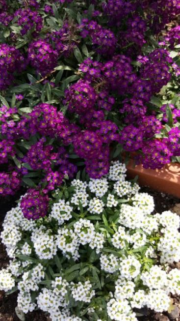 Name:  20170516_162317.jpg
Views: 267
Size:  62.4 KB