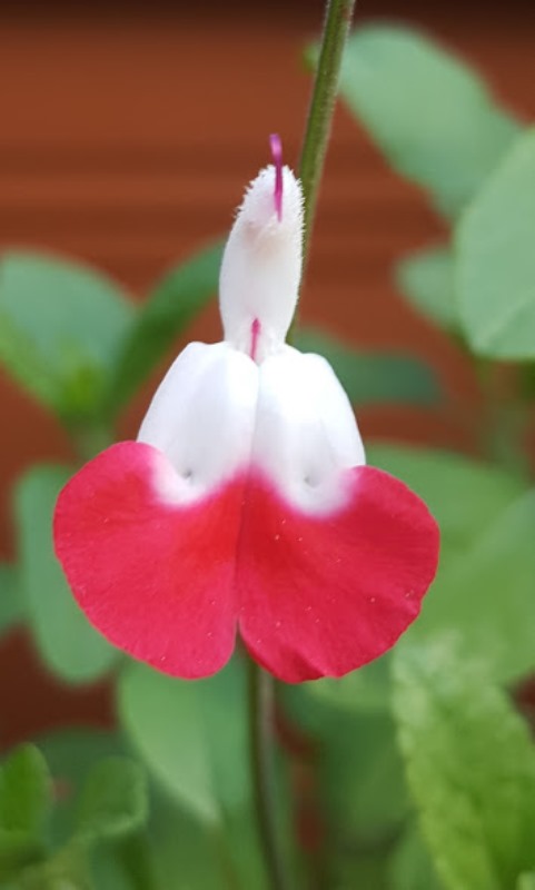 Name:  20170524_194442.jpg
Views: 263
Size:  49.3 KB