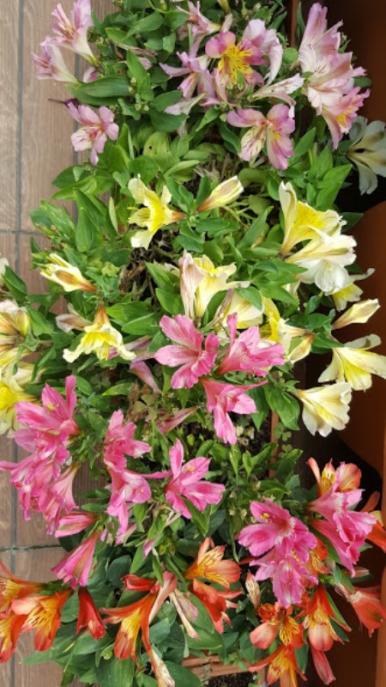 Name:  20170621_113435.jpg
Views: 276
Size:  60.1 KB