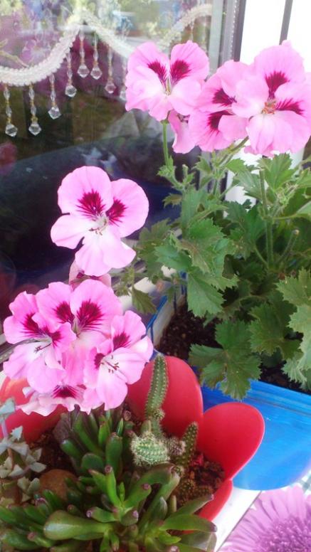 Name:  062.jpg
Views: 533
Size:  56.4 KB