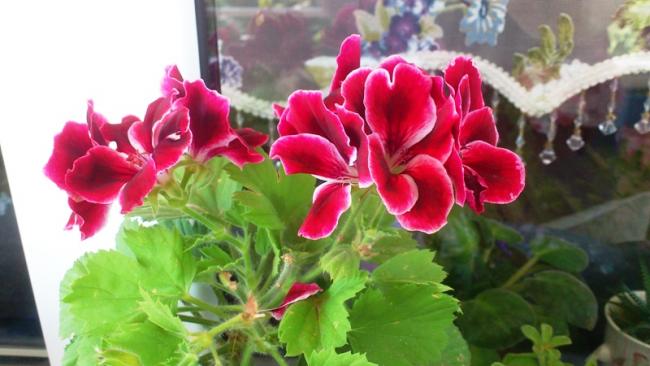Name:  063.jpg
Views: 522
Size:  37.7 KB