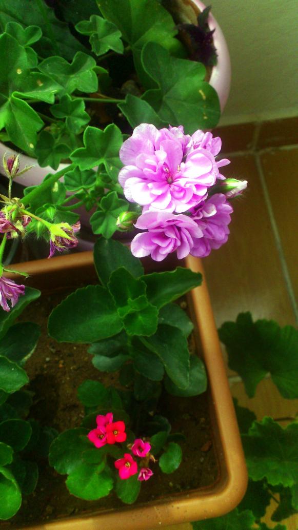 Name:  031.jpg
Views: 532
Size:  73.0 KB