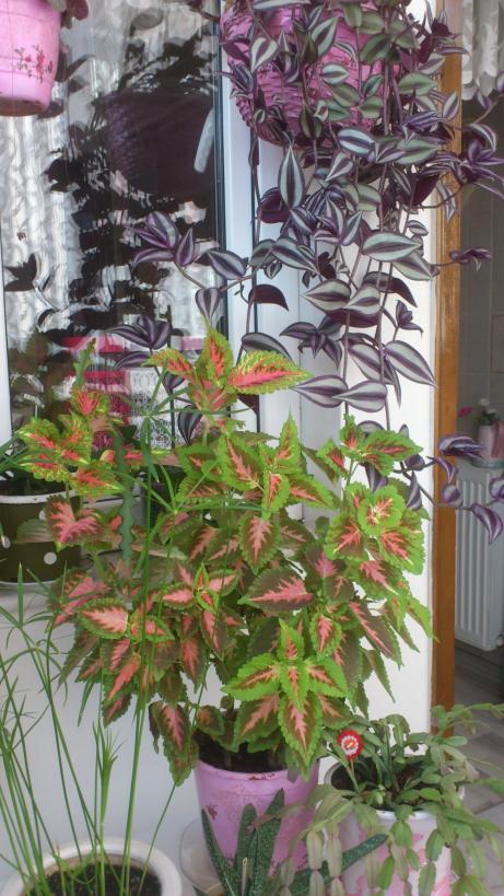 Name:  085.jpg
Views: 518
Size:  81.2 KB