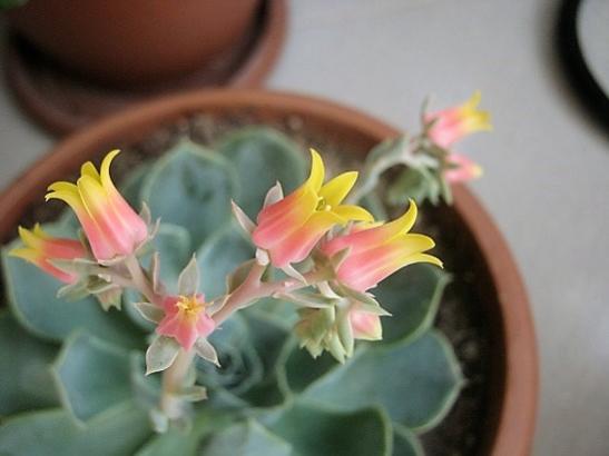 Name:  echeveria.jpg
Views: 972
Size:  23.7 KB