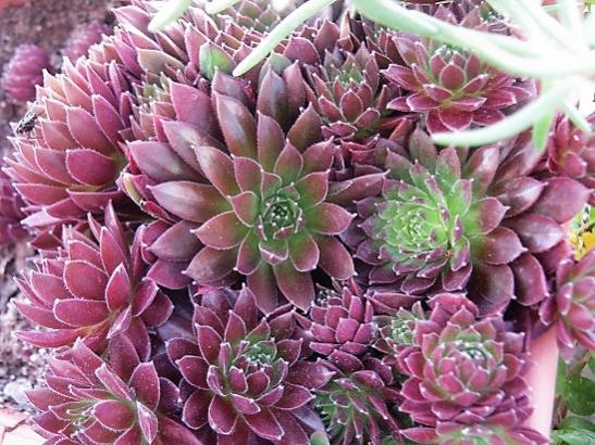 Name:  sempervivum red rubin.jpg
Views: 1032
Size:  61.2 KB