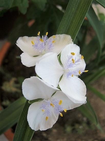 Name:  beyaz tradescantia.jpg
Views: 865
Size:  24.6 KB