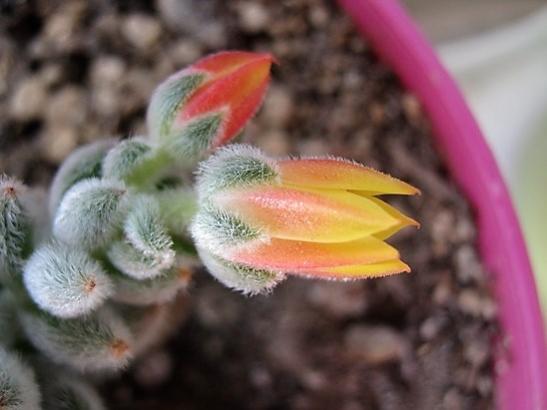 Name:  e. setosa.jpg
Views: 851
Size:  26.9 KB