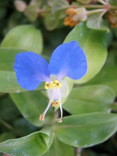 Name:  commelina communis.jpg
Views: 772
Size:  66.1 KB