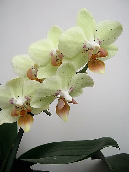 Name:  orkide1.jpg
Views: 783
Size:  67.7 KB