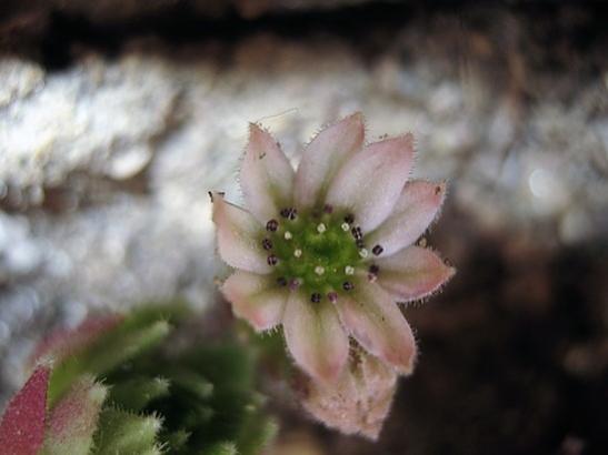 Name:  sempervivum red rubin.jpg
Views: 696
Size:  23.2 KB