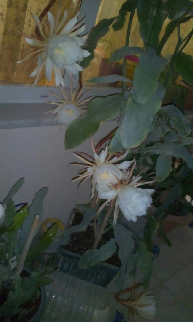 Name:  Prenses.jpg
Views: 610
Size:  58.2 KB