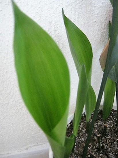 Name:  aspidistra.jpg
Views: 689
Size:  31.1 KB