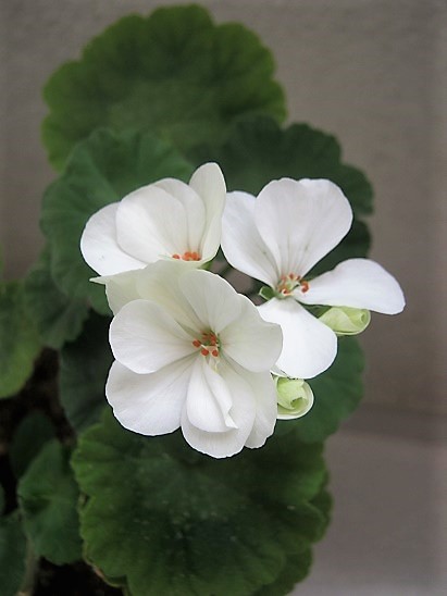 Name:  sard.jpg
Views: 685
Size:  61.5 KB