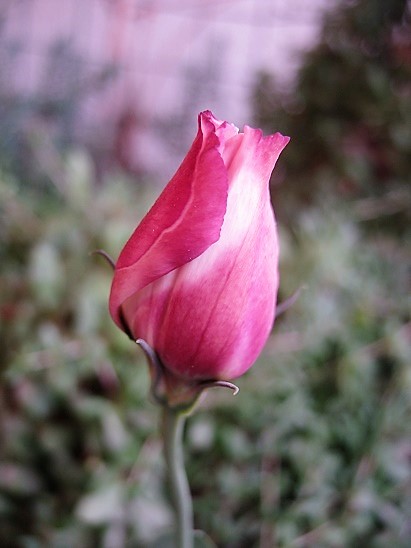 Name:  lisianthus.jpg
Views: 833
Size:  68.4 KB
