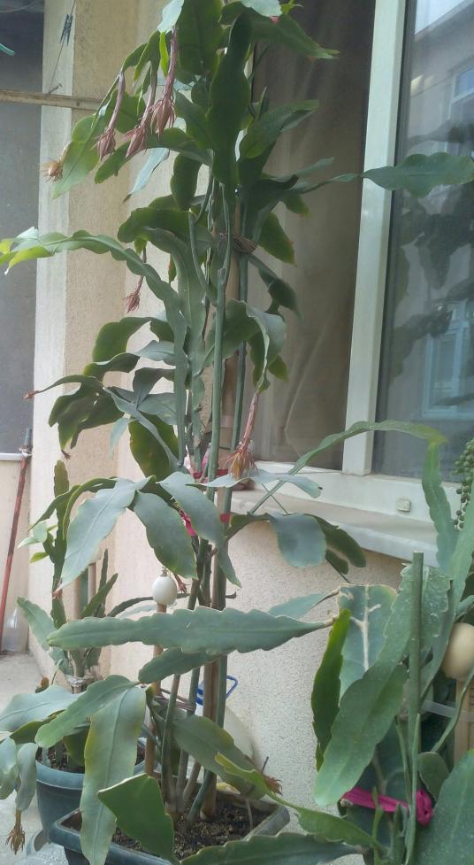 Name:  prensesim.jpg
Views: 401
Size:  74.7 KB