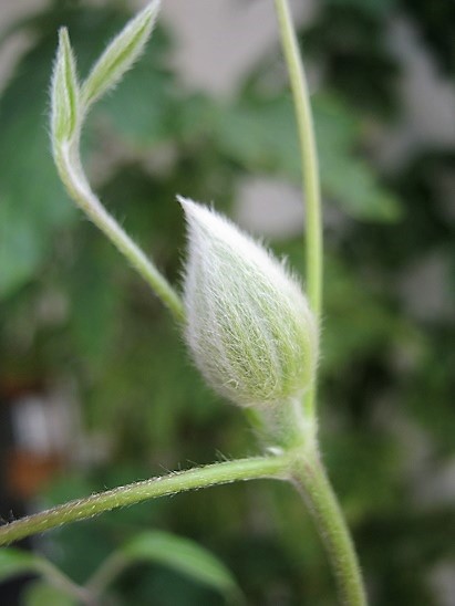 Name:  clematis t..jpg
Views: 572
Size:  63.9 KB