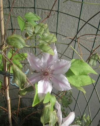 Name:  clematis.jpg
Views: 563
Size:  28.7 KB