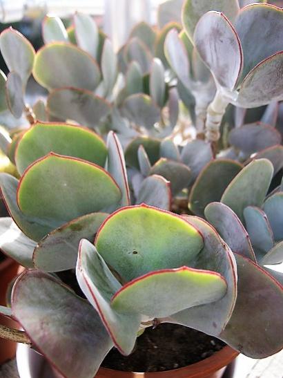 Name:  cotyledon o..jpg
Views: 565
Size:  36.0 KB