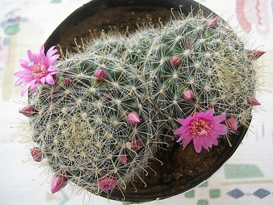 Name:  mammillaria cowpeare.jpg
Views: 619
Size:  60.7 KB