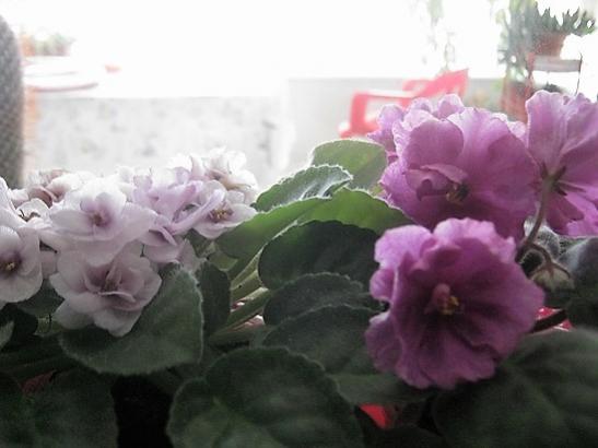 Name:  menekeler.jpg
Views: 588
Size:  26.2 KB