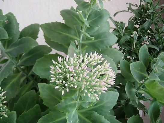 Name:  sedum autumn j..jpg
Views: 632
Size:  42.5 KB