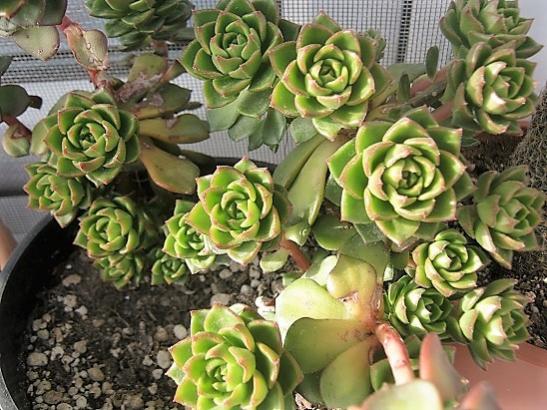 Name:  sedeveria letizia.jpg
Views: 519
Size:  56.5 KB