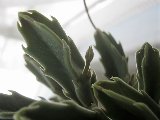Name:  stapelia gigantea.jpg
Views: 518
Size:  64.0 KB