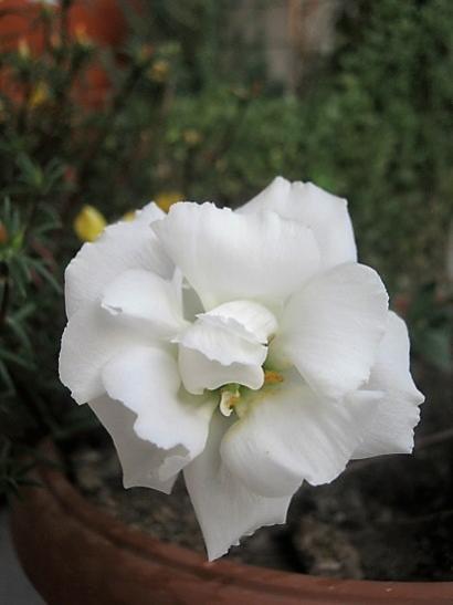 Name:  lisianthus.jpg
Views: 517
Size:  21.9 KB