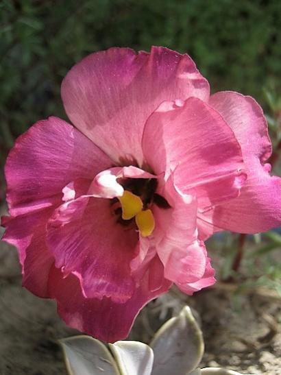 Name:  lisianthus1.jpg
Views: 522
Size:  31.4 KB