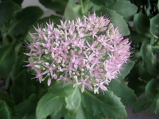 Name:  sedum a. joy.jpg
Views: 529
Size:  38.6 KB