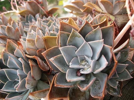 Name:  graptopetalum.jpg
Views: 442
Size:  47.8 KB