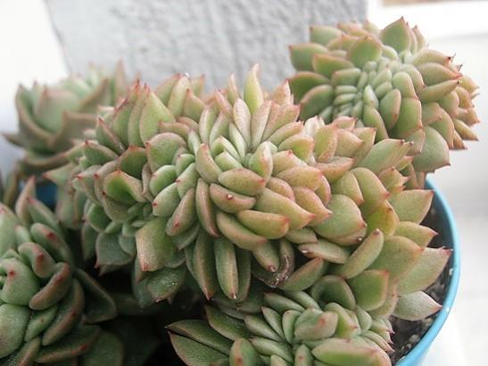Name:  christat echeveria.jpg
Views: 451
Size:  35.2 KB
