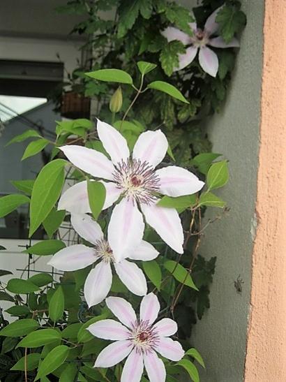 Name:  c. nelly moser.jpg
Views: 422
Size:  41.9 KB