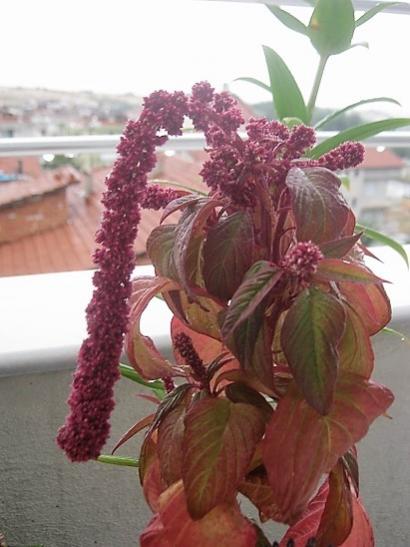 Name:  horoz i..jpg
Views: 453
Size:  34.5 KB
