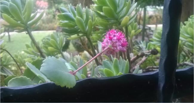 Name:  ilk aan pembe sedum 2017.jpg
Views: 396
Size:  31.3 KB